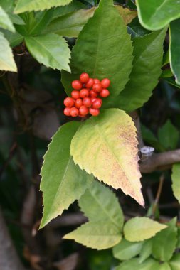 Glabrous sarcandra herb (Sarcandra glabra) fruits. Chloranthaceae evergreen shrub. The fruits (drupes) ripen red from late fall to winter. clipart