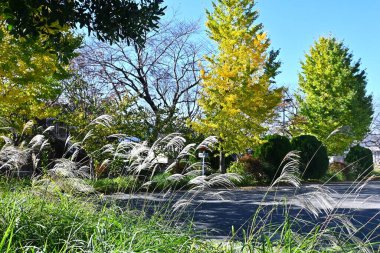 Ginkgo 'nun sarı yaprakları (Ginkgo biloba). Şeytani bir jimnastik yaprak döken ağaç. Park ağacı ya da yol kenarı ağacı olarak kullanılır ve meyveleri yenilebilir ve yaprakları tıbbi özelliklere sahiptir..