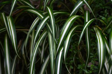 Örümcek bitkisi (Chlorophytum comosum) yaprakları. Kuşkonmaz her daim yeşil olan bitkiler. Güney Afrika 'ya özgü süs bitkisi..