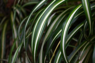 Örümcek bitkisi (Chlorophytum comosum) yaprakları. Kuşkonmaz her daim yeşil olan bitkiler. Güney Afrika 'ya özgü süs bitkisi..