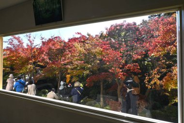 Japonya gezisi. Sonbahar yaprakları görünüyor. Japonya 'da mevsimlik bir sonbahar özelliği.