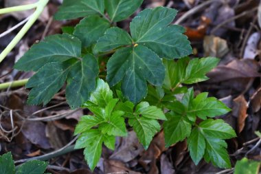 Ashitaba çiçekleri. Hızlı büyüyen, Japonya 'ya özgü, Apiaceae ailesine ait sağlıklı bir sebze. Sonbaharda küçük soluk sarı çiçekler açar..