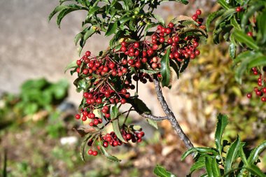 Coral bush ( Ardisia crenata ) berries. Primulaceae evergreen shrub. The berries ripen red in winter and are used in New Year decorations in Japan as an auspicious tree. clipart