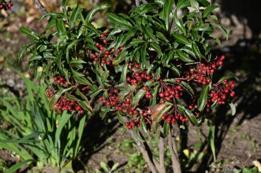 Coral bush ( Ardisia crenata ) berries. Primulaceae evergreen shrub. The berries ripen red in winter and are used in New Year decorations in Japan as an auspicious tree. clipart