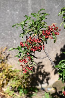 Coral bush ( Ardisia crenata ) berries. Primulaceae evergreen shrub. The berries ripen red in winter and are used in New Year decorations in Japan as an auspicious tree. clipart