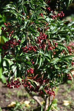 Mercan çalısı (Ardisia crenata) meyveleri. Primulaceae her zaman yeşil çalı. Böğürtlenler kışın olgunlaşır ve Japonya 'da yeni yıl süslemelerinde uğurlu bir ağaç olarak kullanılır..