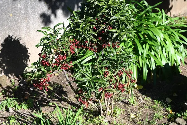 Mercan çalısı (Ardisia crenata) meyveleri. Primulaceae her zaman yeşil çalı. Böğürtlenler kışın olgunlaşır ve Japonya 'da yeni yıl süslemelerinde uğurlu bir ağaç olarak kullanılır..