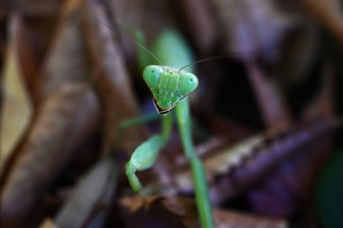 Ormanda bir Asya peygamber devesi (hiyerodula patellifera). Peygamberdevesi böceği, ön kanatlarında beyaz çizgilerle yetişkin olarak karakterize edilir..