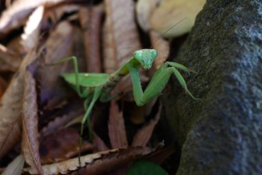 An Asian mantis (Hierodula patellifera) in the forest. A mantis insect, it is characterized by white stripes on its forewings as an adult. clipart