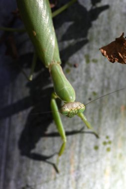 An Asian mantis (Hierodula patellifera) in the forest. A mantis insect, it is characterized by white stripes on its forewings as an adult. clipart