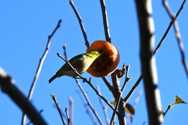 Japanese persimmon fruit and Japanese white-eye. Wild bird background material. clipart