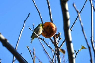 Japanese persimmon fruit and Japanese white-eye. Wild bird background material. clipart