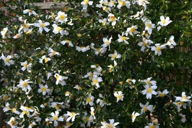 Camellia sasanqua flowers. Theaceae evergreen flowering tree. Red, pink or white five-petal flowers bloom from late autumn to early winter. clipart