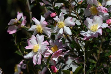 Kamelya sasanqua çiçekleri. Theaceae her zaman yeşil çiçek açan ağaç. Kırmızı, pembe ya da beyaz beş yapraklı çiçekler sonbahardan kışın başlangıcına kadar açar..