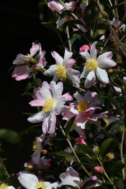 Kamelya sasanqua çiçekleri. Theaceae her zaman yeşil çiçek açan ağaç. Kırmızı, pembe ya da beyaz beş yapraklı çiçekler sonbahardan kışın başlangıcına kadar açar..