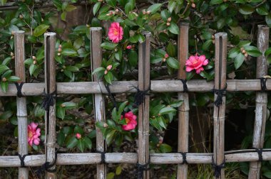 Camellia sasanqua flowers. Theaceae evergreen flowering tree. Red, pink or white five-petal flowers bloom from late autumn to early winter. clipart