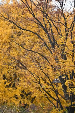  Japonya gezisi. Sarı ve düşmüş ginkgo ağaçlarının manzarası. Japonya 'da sonbahar manzarası.