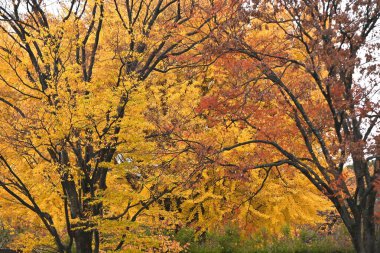  Japonya gezisi. Sarı ve düşmüş ginkgo ağaçlarının manzarası. Japonya 'da sonbahar manzarası.