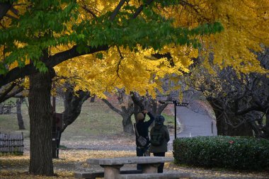  Japonya gezisi. Sarı ve düşmüş ginkgo ağaçlarının manzarası. Japonya 'da sonbahar manzarası.