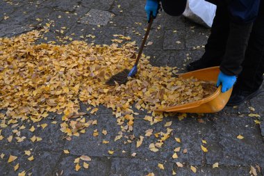  Japonya gezisi. Sarı ve düşmüş ginkgo ağaçlarının manzarası. Japonya 'da sonbahar manzarası.