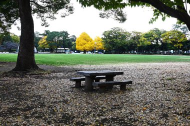  Japonya gezisi. Sarı ve düşmüş ginkgo ağaçlarının manzarası. Japonya 'da sonbahar manzarası.