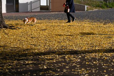  Japonya gezisi. Sarı ve düşmüş ginkgo ağaçlarının manzarası. Japonya 'da sonbahar manzarası.