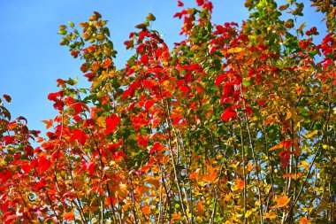  Trident maple (Acer buergerianum) autumn leaves. Sapindaceae deciduous tree. It is resistant to air pollution and is used as a roadside tree, as well as in parks and as a bonsai tree. clipart