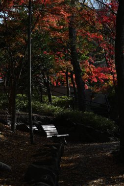 Japonya turizm gezisi. Japon akçaağaçlarının sonbahar yapraklarının manzarası. Japonya 'da, Japon akçaağaçlarının sonbahar yapraklarının tadını çıkarmanın adı 