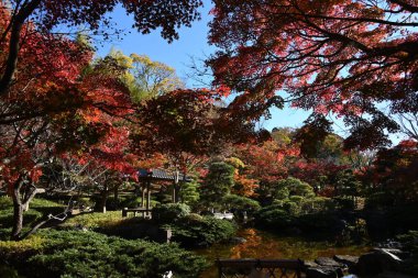 Japan tourism trip. The scenery of autumn leaves of Japanese maples. In Japan, enjoying the autumn leaves of Japanese maples is called 