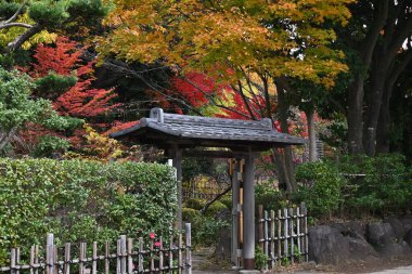 Japonya turizm gezisi. Japon akçaağaçlarının sonbahar yapraklarının manzarası. Japonya 'da, Japon akçaağaçlarının sonbahar yapraklarının tadını çıkarmanın adı 