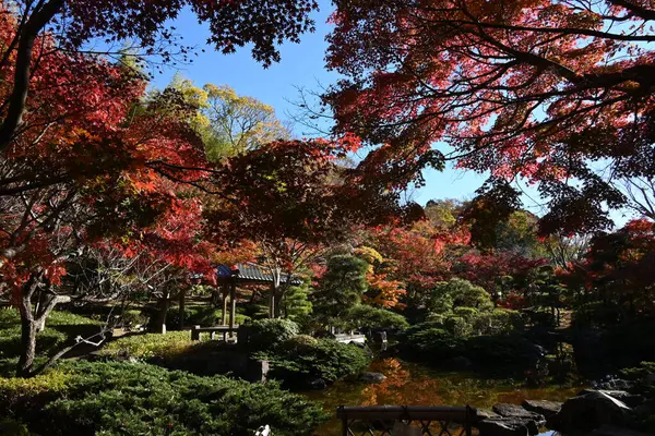 Japonya turizm gezisi. Japon akçaağaçlarının sonbahar yapraklarının manzarası. Japonya 'da, Japon akçaağaçlarının sonbahar yapraklarının tadını çıkarmanın adı 