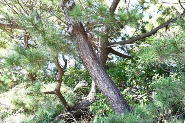 Japanese Black Pine tree. An evergreen conifer endemic to Japan, it is used in Japanese gardens and coastal sand-prevention forests. clipart