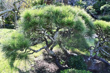 Japon Kara Çam ağacı. Japonya 'ya özgü yeşil kozalaklı kozalaklı ağaçlar Japon bahçelerinde ve kıyı kumu önleme ormanlarında kullanılır..