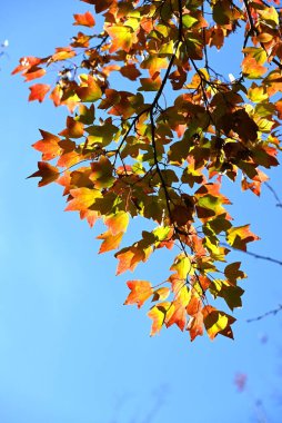  Acer buergerianum (Trident maple) autumn leaves. Sapindaceae deciduous tree. The autumn leaves are beautiful and it is used as a park tree, roadside tree, or bonsai. clipart