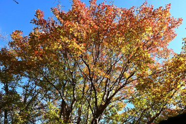  Acer buergerianum (Trident maple) autumn leaves. Sapindaceae deciduous tree. The autumn leaves are beautiful and it is used as a park tree, roadside tree, or bonsai. clipart