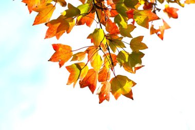  Acer buergerianum (Trident maple) autumn leaves. Sapindaceae deciduous tree. The autumn leaves are beautiful and it is used as a park tree, roadside tree, or bonsai. clipart