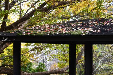  Acer buergerianum (Trident akçaağaç) sonbahar yaprakları. Sapindaceae yapraklı ağaç. Sonbahar yaprakları güzeldir ve bir park ağacı, yol kenarı ağacı ya da bonsai olarak kullanılır..