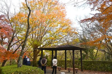  Acer buergerianum (Trident maple) autumn leaves. Sapindaceae deciduous tree. The autumn leaves are beautiful and it is used as a park tree, roadside tree, or bonsai. clipart