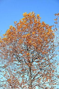 Amerikan lale ağacı. Magnoliaceae yapraklı ağacı. Yaz başında lale benzeri çiçeklerle çiçek açar ve güzel bir ağaç şekline sahiptir, bu yüzden bir park ağacı veya sokak ağacı olarak kullanılır..