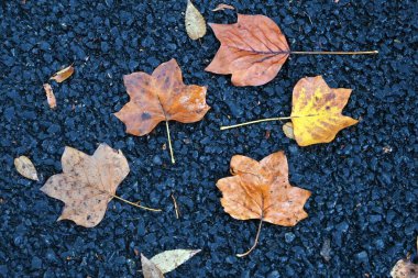 Amerikan lale ağacı. Magnoliaceae yapraklı ağacı. Yaz başında lale benzeri çiçeklerle çiçek açar ve güzel bir ağaç şekline sahiptir, bu yüzden bir park ağacı veya sokak ağacı olarak kullanılır..