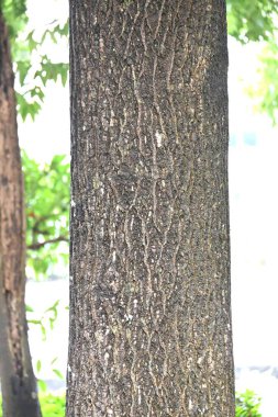 Amerikan lale ağacı. Magnoliaceae yapraklı ağacı. Yaz başında lale benzeri çiçeklerle çiçek açar ve güzel bir ağaç şekline sahiptir, bu yüzden bir park ağacı veya sokak ağacı olarak kullanılır..