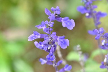 Salvia splendens flowers. Lamiaceae perennial plants. The flowering period is long, from June to November, making them the star flower in flower beds. clipart