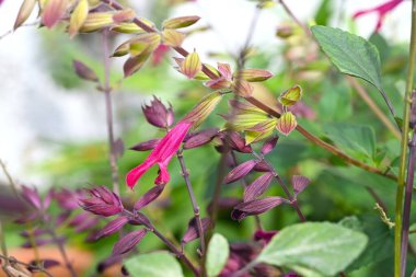 Salvia çiçekleri görkemli yapar. Lamiaceae bitkileri. Çiçek açma dönemi Haziran 'dan Kasım' a kadar uzundur. Bu da onları çiçek tarlalarındaki yıldız yapar..