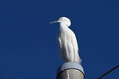 A flock of egrets playing on a telegraph pole. Wild bird background material. clipart