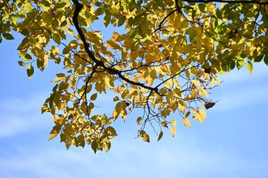 Çin böğürtlen ağacı (Celtis sinensis) sarı yapraklar. Cannabaceae yaprak döken ağacı. Park ya da yol kenarı ağacı olarak kullanılan meyve yenilebilir..