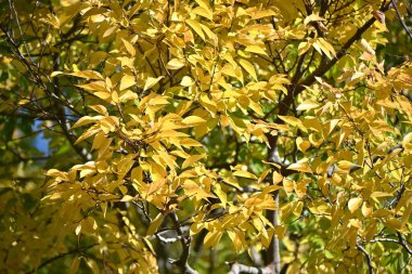 Çin böğürtlen ağacı (Celtis sinensis) sarı yapraklar. Cannabaceae yaprak döken ağacı. Park ya da yol kenarı ağacı olarak kullanılan meyve yenilebilir..