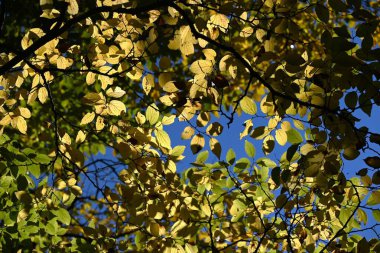 Çin böğürtlen ağacı (Celtis sinensis) sarı yapraklar. Cannabaceae yaprak döken ağacı. Park ya da yol kenarı ağacı olarak kullanılan meyve yenilebilir..