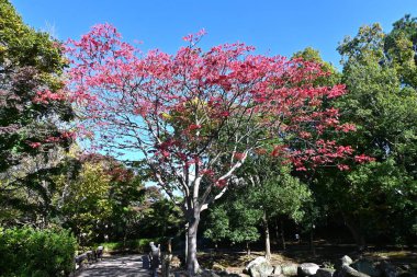 Japan wax tree autumn leaves. Anacardiaceae Dioecious deciduous tree. In Japan, it is a resource plant whose fruit is used to extract wax. clipart