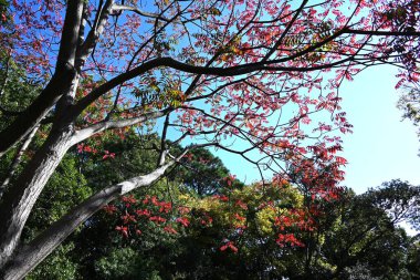 Japonya sonbahar yapraklarını mumlar. Anacardiaceae Dioecious yapraklı ağaç. Japonya 'da, meyveleri balmumu elde etmek için kullanılan bir kaynak bitkisidir..