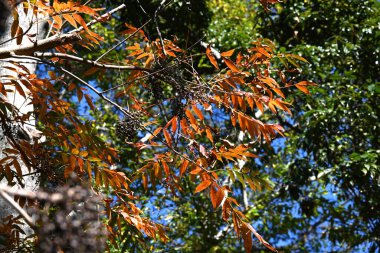 Japan wax tree autumn leaves. Anacardiaceae Dioecious deciduous tree. In Japan, it is a resource plant whose fruit is used to extract wax. clipart